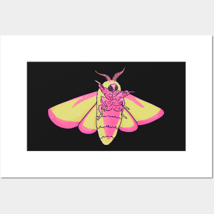 Rosy maple moth Posters and Art